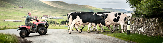 Cows and quadbike